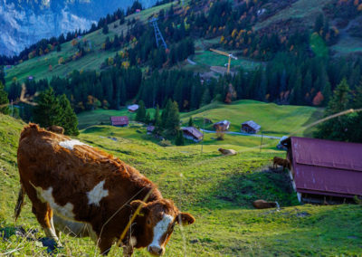 Day10_Murren25