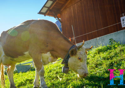 Day12_Murren7